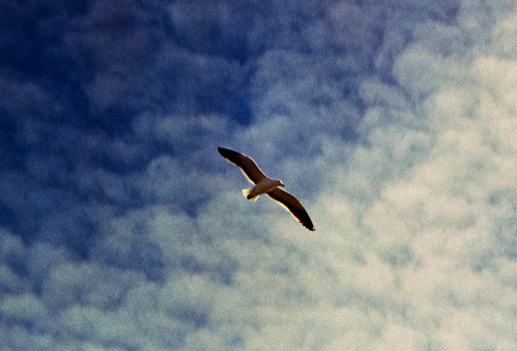Fujifilm 200